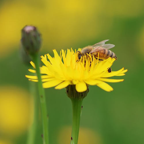 Maskros (Dandelion) – Naturlig detoxingrediens som stödjer lever- och njurfunktion.