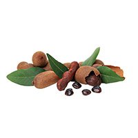 Sacha Inchi seeds used in Rain Form for omega fatty acids and proteins.